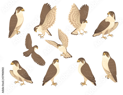 Fotografie, Obraz Set of predatory bird cute adult falcon cartoon animal design birds of prey char