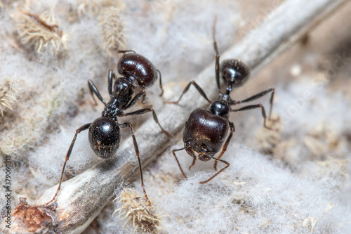 Messor Barbarus harvester ants looking for seeds