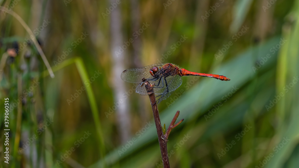 dragonfly, insecta, natur, tier, makro, flügel, green, rot, badgered dragonfly, insecta, natur, tier, makro, flügel, green, rot, badgered