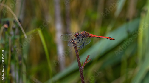dragonfly, insecta, natur, tier, makro, flügel, green, rot, badgered