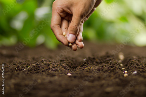 Canvas Print Hand of Expert farmer sowing seeds of vegetable and legumes on loosing soil at nursery farm
