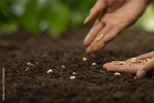 Wallpaper Mural Hand of farmer sowing a seeds of legumes on loosing soil at vegetable garden