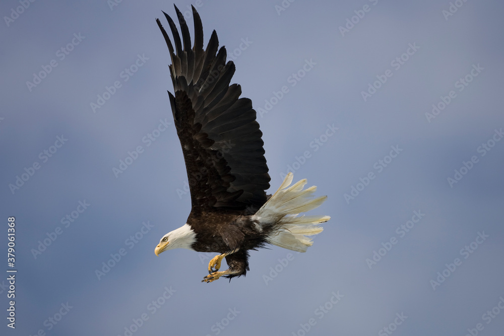 Obraz premium Bald Eagle in Flight, Alaska