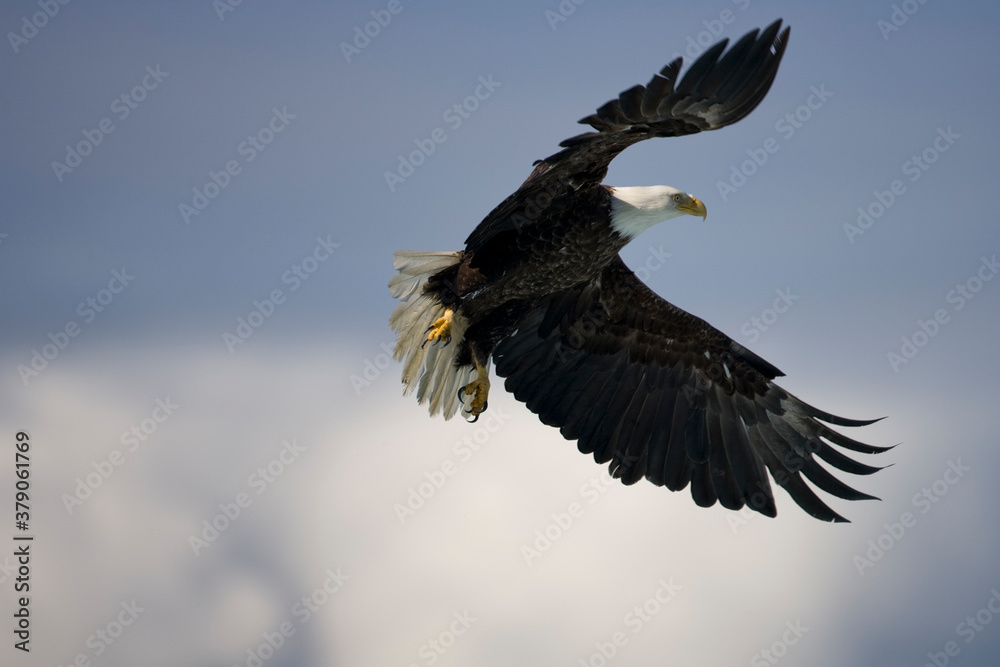 Obraz premium Bald Eagle in Flight, Alaska