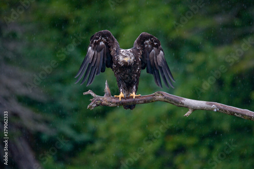 Bald Eagle in Rain, Alaska