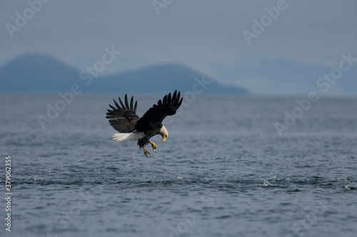 Bald Eagle Catching Herring, Alaska