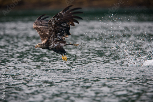 Bald Eagle Fishign for Herring, Alaska photo