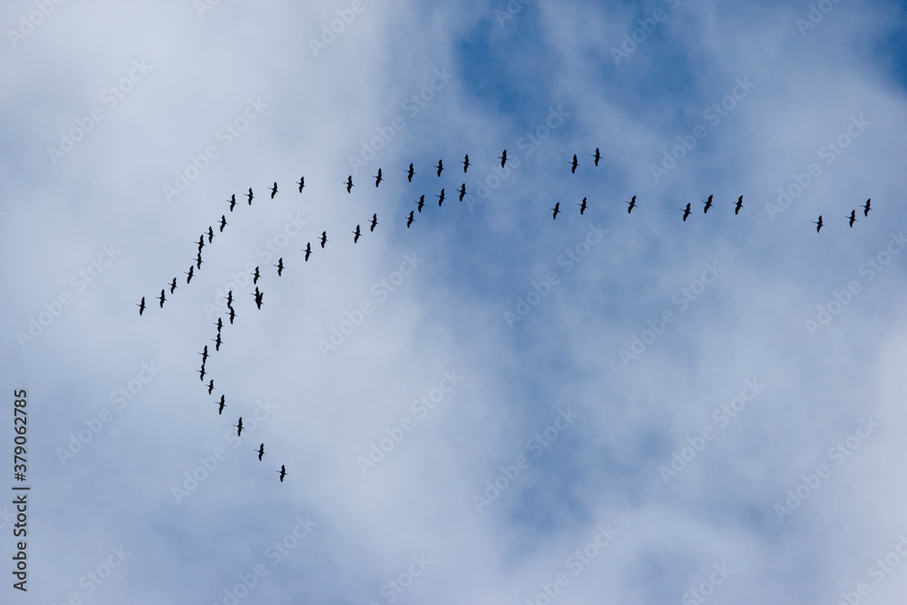 Sandhill Cranes in Flight, Denali National Park, USA Sandhill Cranes in Flight, Denali National Park, USA