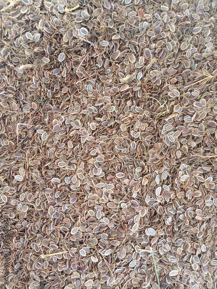 scattering of dill seeds, natural background scattering of dill seeds, natural background