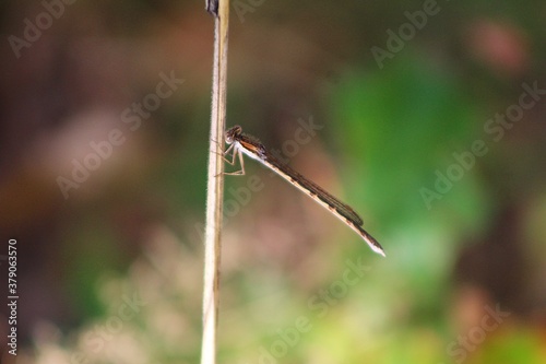 Gemeine Winterlibelle - Sympecma fusca