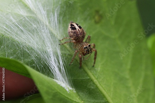 Sri Lanka - Spinne am Nest