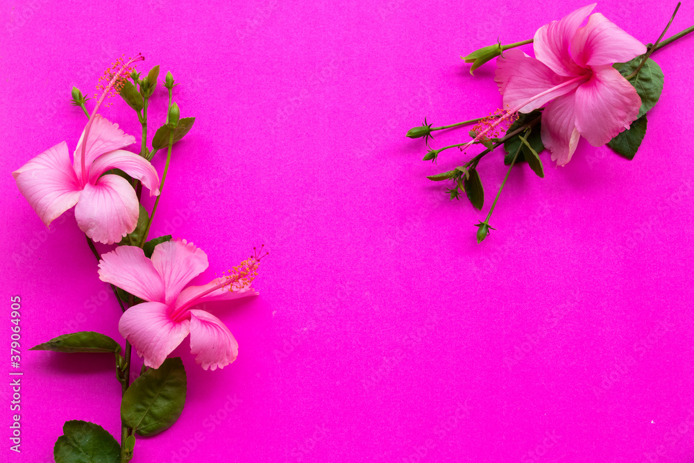 pink flowers hibiscus local flora of asia arrangement flat lay postcard style on background colorful pink pink flowers hibiscus local flora of asia arrangement flat lay postcard style on background colorful pink