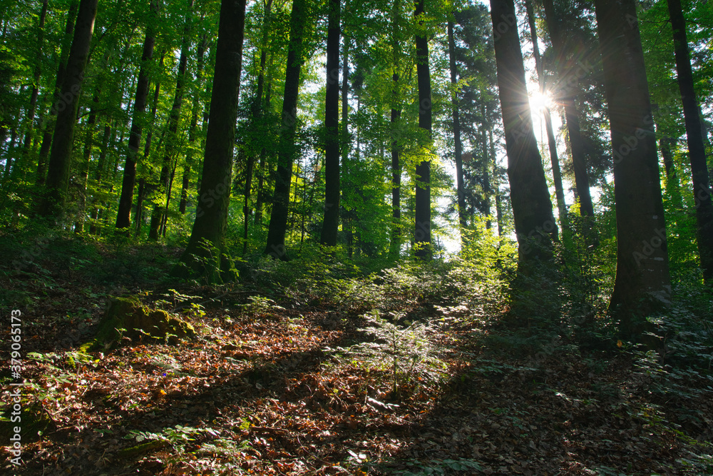 Obraz premium Schwarzwald im Morgenlicht