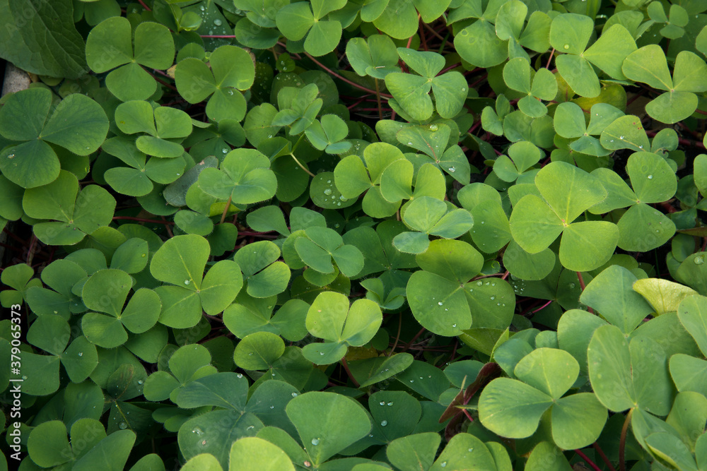 Natural texture and pattern. Closeup view of Trifolium repens, also known as White Clover, beautiful green leaves growing in the garden. Natural texture and pattern. Closeup view of Trifolium repens, also known as White Clover, beautiful green leaves growing in the garden.