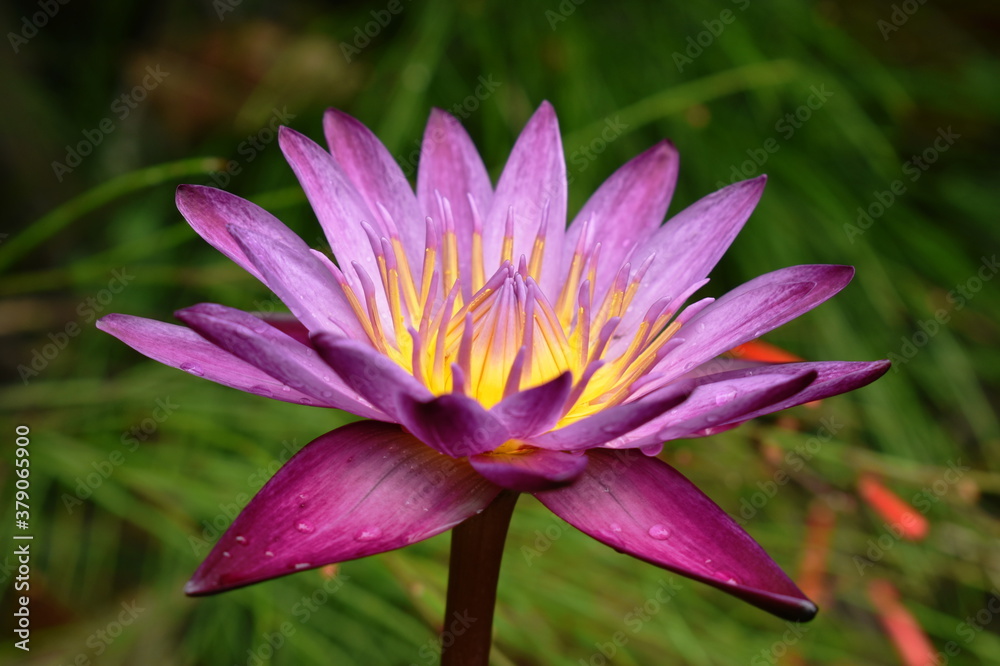 purple lotus water lily flower blooming with drop of water after rain in garden purple lotus water lily flower blooming with drop of water after rain in garden