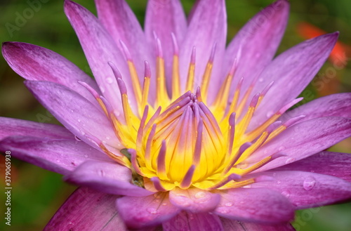 purple lotus water lily flower  blooming with drop of water after rain in garden