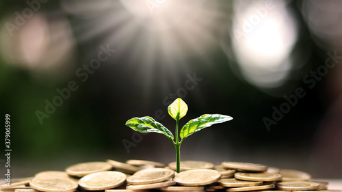 Plant a tree on coin pile with business ideas for finance, saving and economic growth. photo
