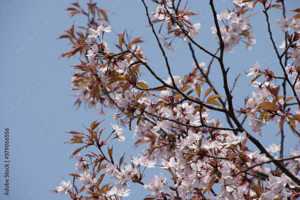 山桜 山桜