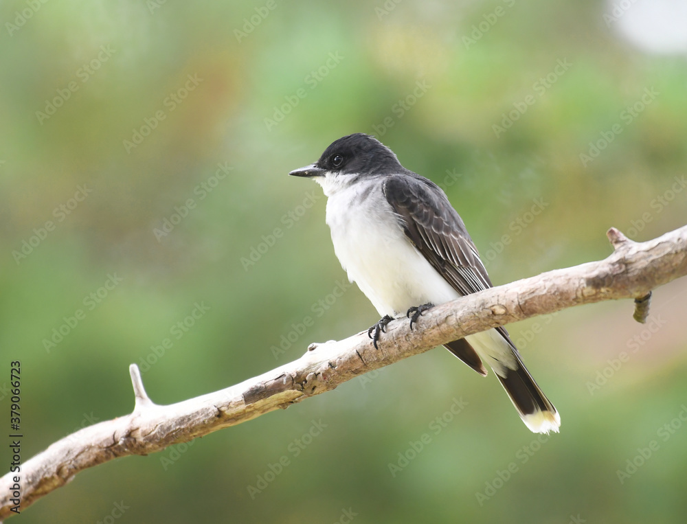 king bird standing on tree branch king bird standing on tree branch