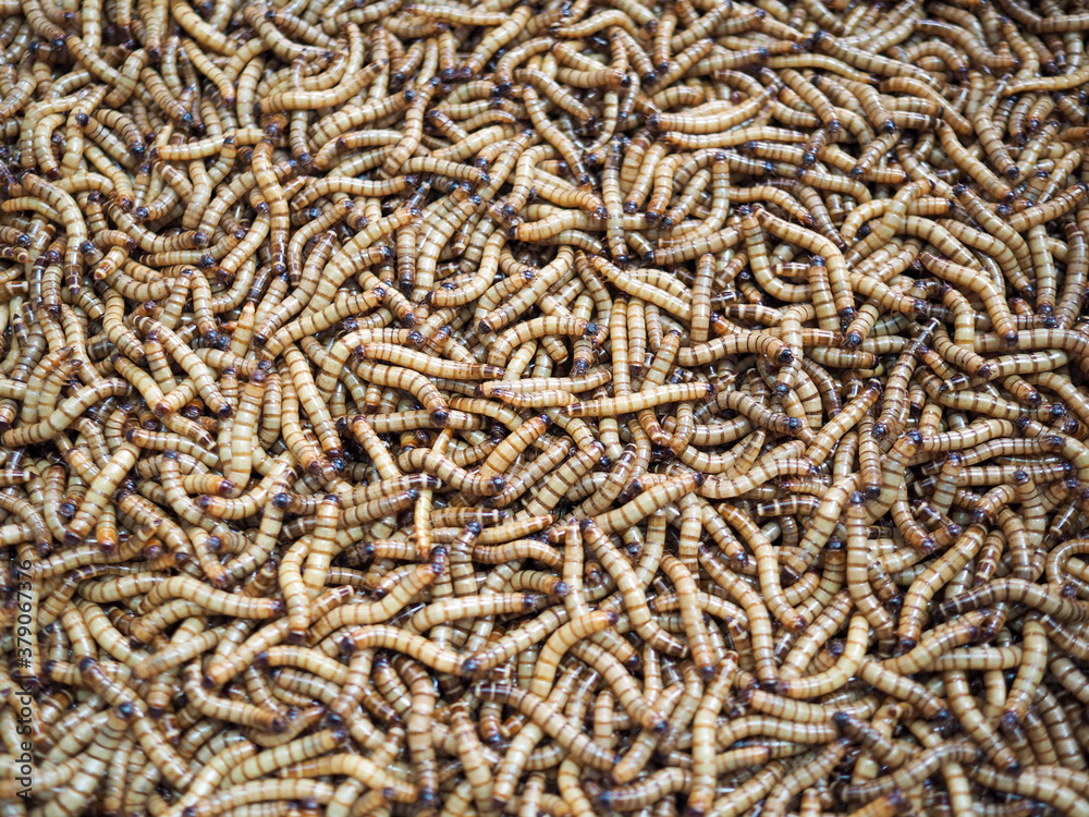Many worms are used as bait and as food for animals.