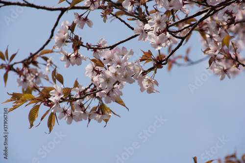 山桜