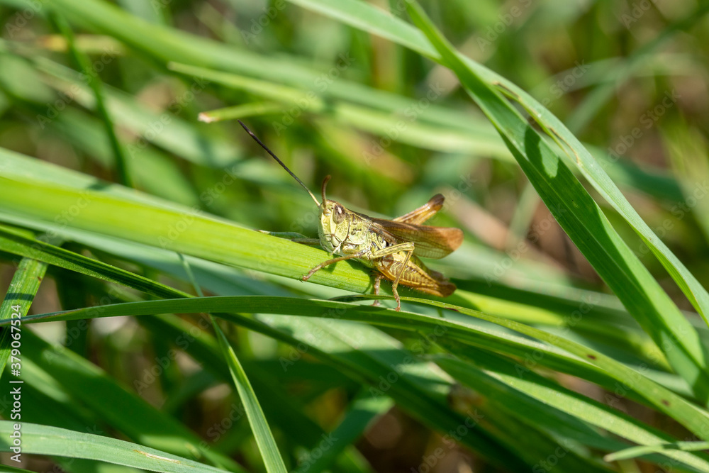 green grasshopper in the grass close-up. macro photo of an insect green grasshopper in the grass close-up. macro photo of an insect