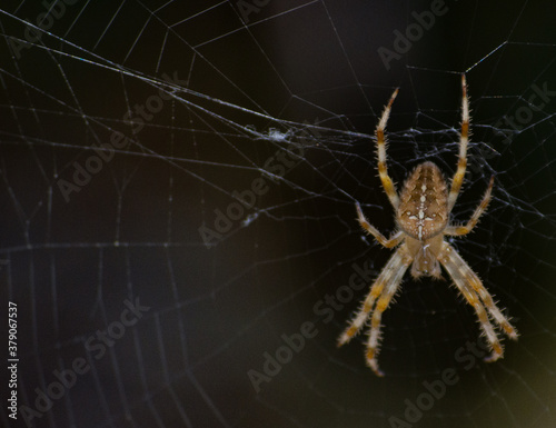 Close shot of a spider standing on its web.