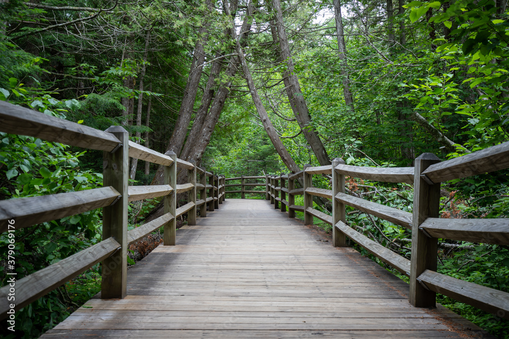 A wood trail in summer forest at Tahquamenon Falls State Park Michigan A wood trail in summer forest at Tahquamenon Falls State Park Michigan