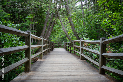A wood trail in summer forest at Tahquamenon Falls State Park Michigan © Daniel