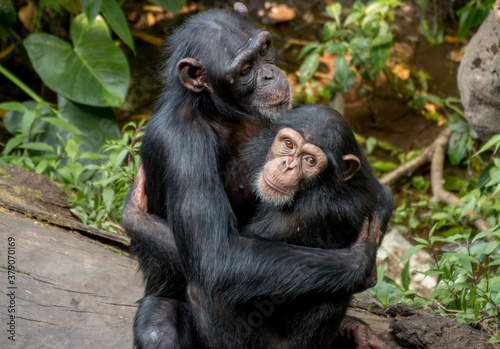 Fotografering 2 Chimpanzee hugging each other