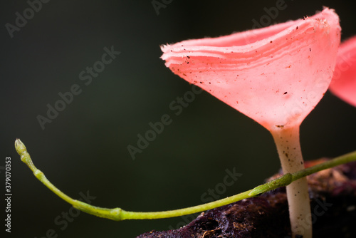 Macro photography - Cookeina, a genus of cup fungi can be found in tropical and subtropical regions of the world. Close up PINK BURN CUP mushroom on a timber. photo