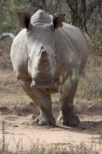 rhino in the wild