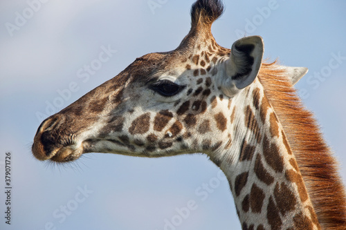 Canvas Print Giraffe (Giraffa camelopardalis), head in profile, Lake Naivasha area, Kenya