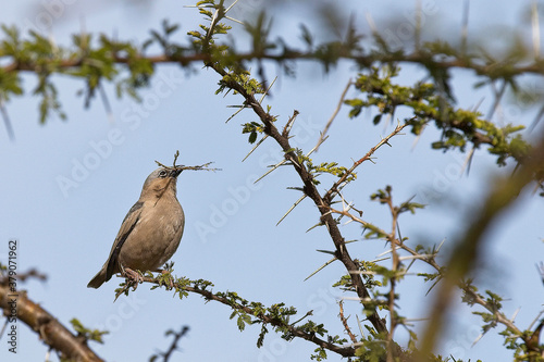 Grey-capped Social Weaver bird (Pseudonigrita arnaudi), collecting nesting material in an Acacia tree, Ilkeliani Camp, Kenya. photo