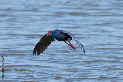Canvas-taulu Closeup of flying western swamphen