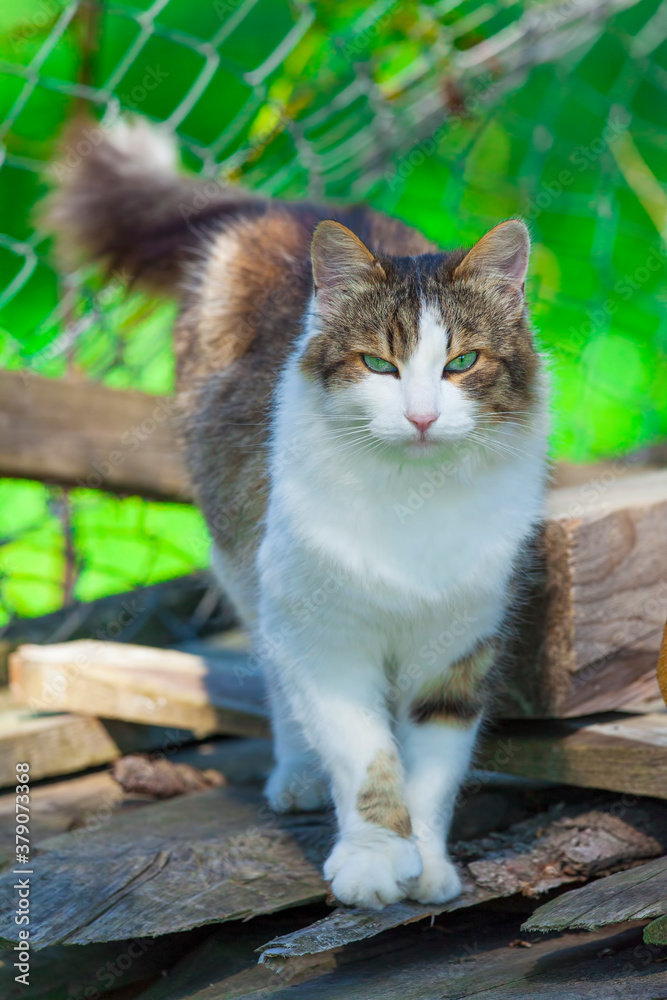 cute ragdoll cat outdoor in nature looking at camera. focus on the head cute ragdoll cat outdoor in nature looking at camera. focus on the head
