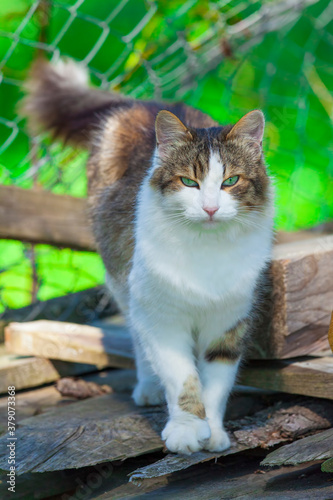 cute ragdoll cat outdoor in nature looking at camera. focus on the head