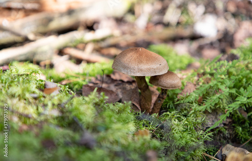 Ripe mushroom in green grass vintage toned photo. Summer forest scene. White edible mushroom macrophoto. Green leaf and white mushrooms. Natural mushroom growing. Ecotourism activity. Pick up mushroom