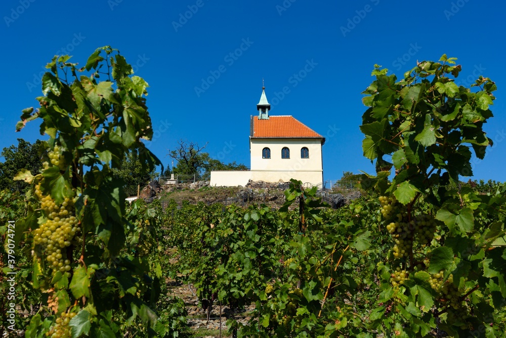 Prague, Troja / Czech Republic - September 9, 2020: Chapel of St Claire built in 17th century standing on a rocky hill surrounded by a green vineyard with grapes. Sunny autumn day with clear blue sky.