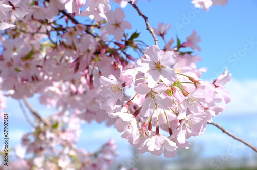 cherry blossom of Japan in spring