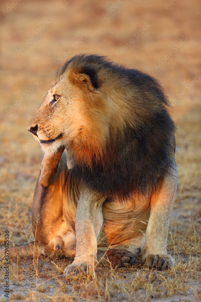 The Transvaal lion (Panthera leo krugeri) also known as the Southeast African lion male scratching the back foot. A large male with a dark mane is scratching. The Transvaal lion (Panthera leo krugeri) also known as the Southeast African lion male scratching the back foot. A large male with a dark mane is scratching.
