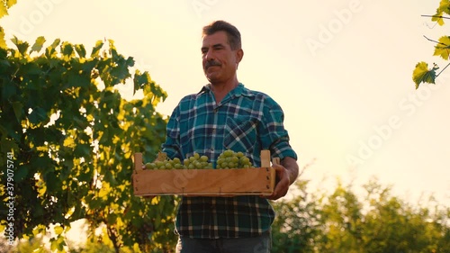 A senior farmer man carrying a wooden box of grapes. Organic farming and wine-making in the hills. The Grape Harvest. Countryside Beautiful Farms and Vineyards