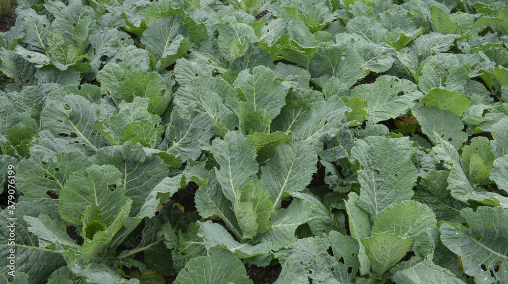 Crop of Home Grown Organic Hybrid Savoy Cabbages (Brassica oleracea 'Spinel') Growing on an Allotment in a Vegetable garden in Rural Devon, England, UK Crop of Home Grown Organic Hybrid Savoy Cabbages (Brassica oleracea 'Spinel') Growing on an Allotment in a Vegetable garden in Rural Devon, England, UK