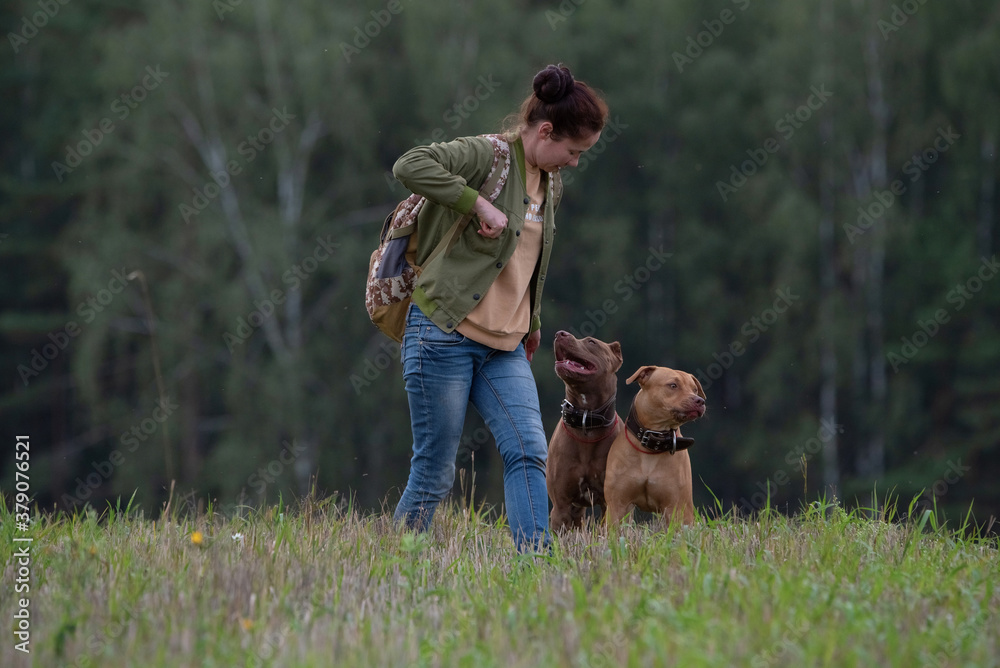 A young girl breeder of American Pit Bull Terriers trains dogs. A young girl breeder of American Pit Bull Terriers trains dogs.