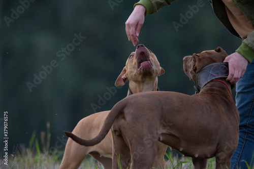 Fotografie, Obraz A young girl breeder of American Pit Bull Terriers trains dogs.