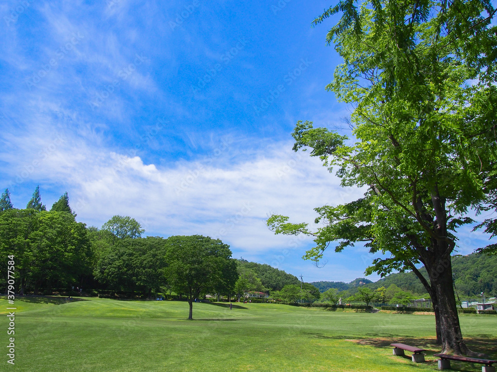 とてもきれいな岐阜の公園の青空と木々・芝生