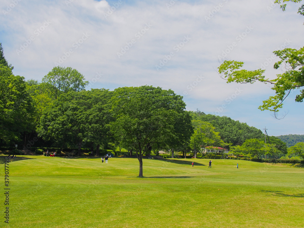 Fototapeta premium とてもきれいな岐阜の公園の青空と木々・芝生