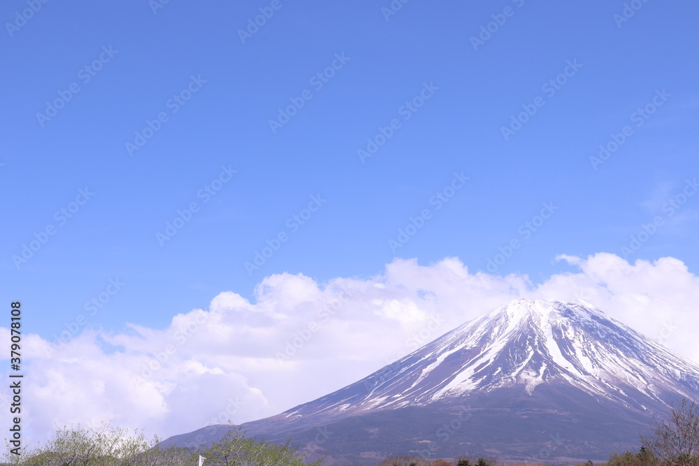 富士山と花