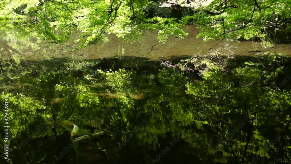 阿蘇的石御茶屋跡の池で泳ぐ錦鯉