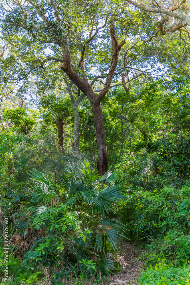 Fototapeta premium Rainforest along the edge of Copacabana Lagoon